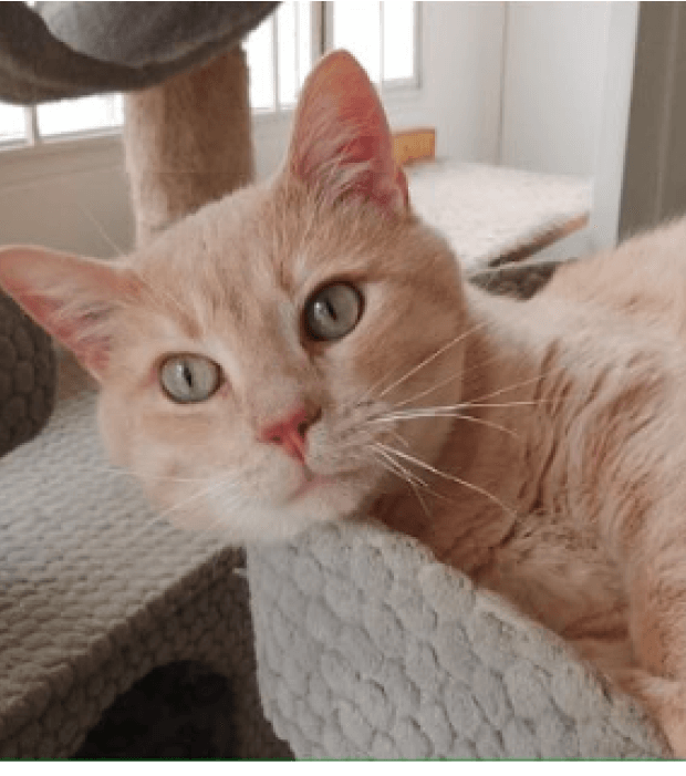 Simba