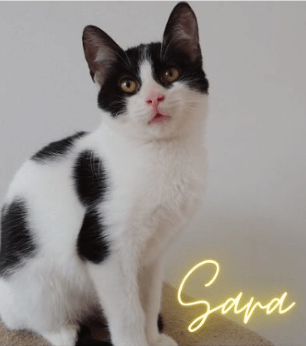 Sara