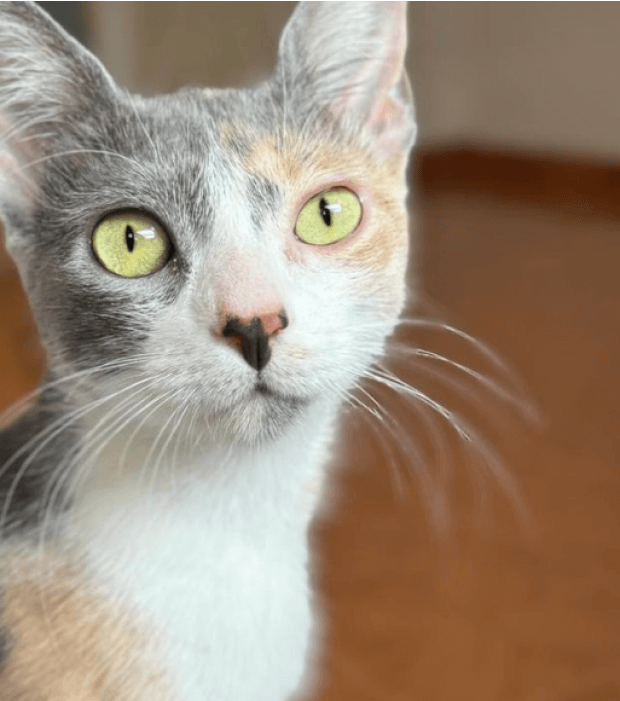 Ñapita