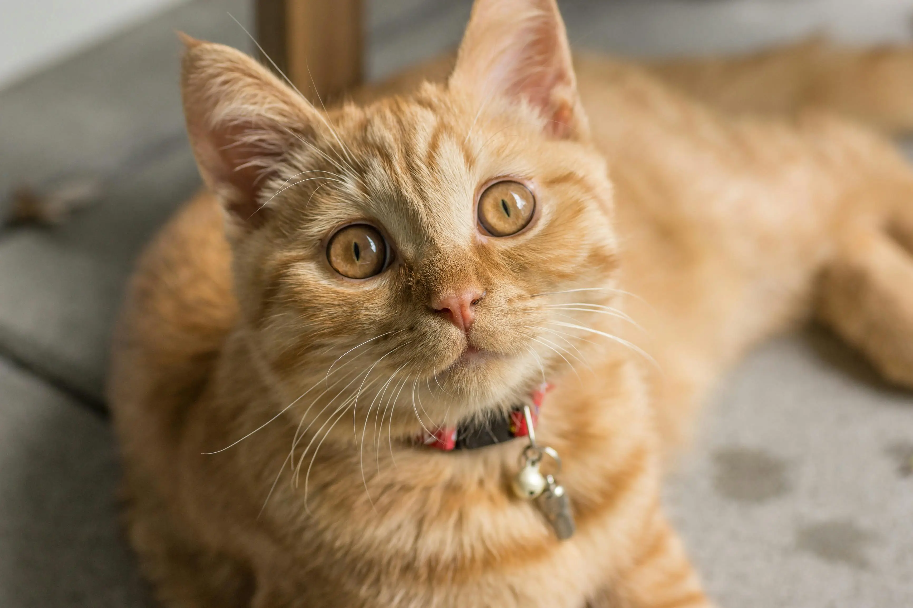 Gato naranja